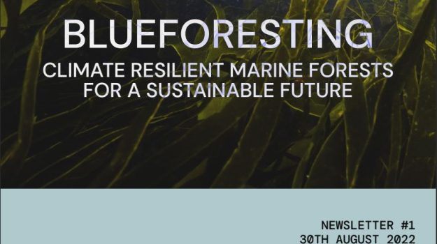 blueforesting-newsletter